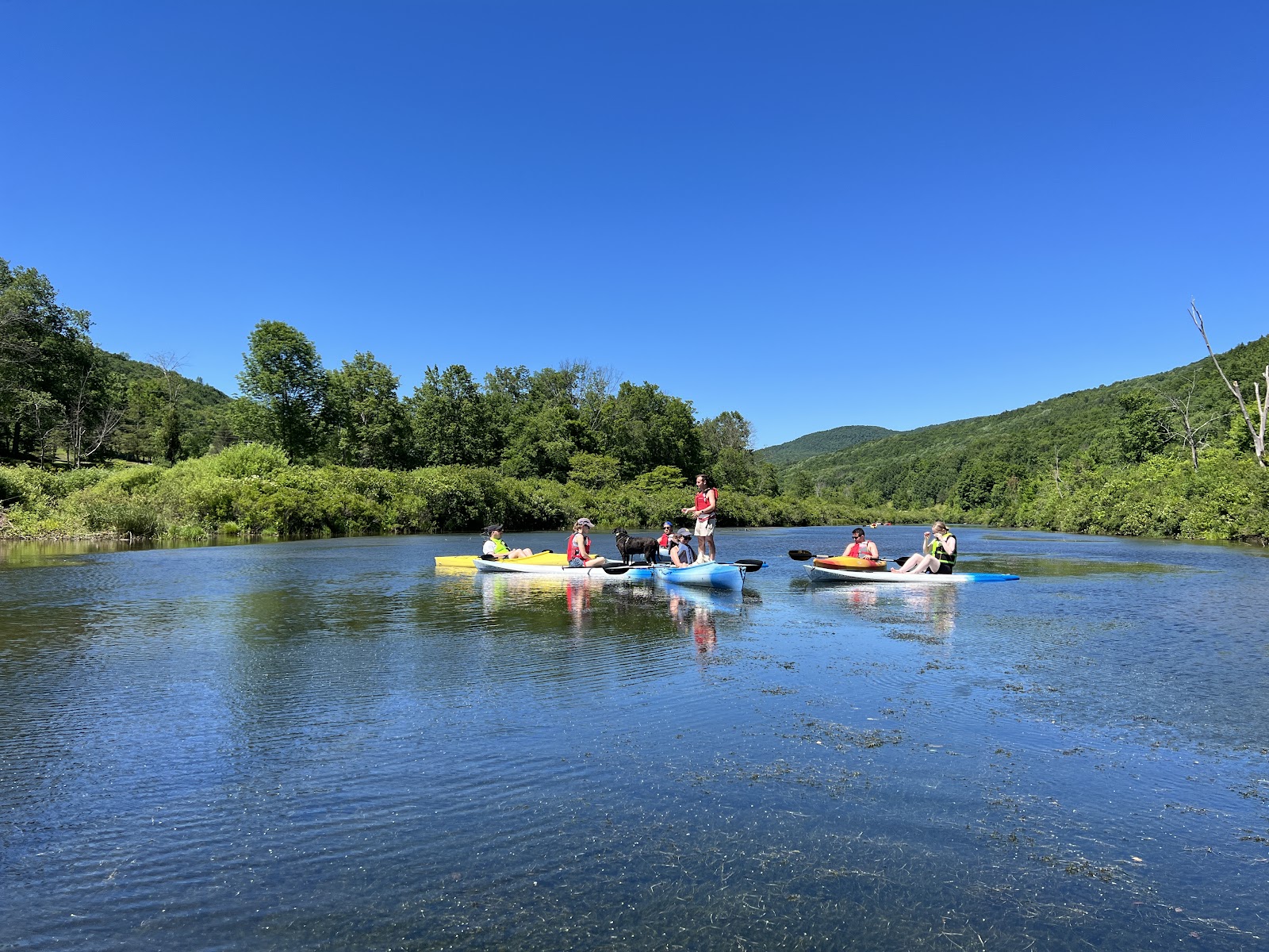 Susan's Pleasant Pheasant Farm